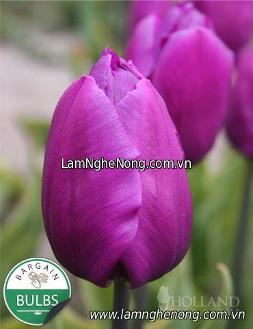 Bán hoa tulip tết 2020 tại hà nội - 0985081592