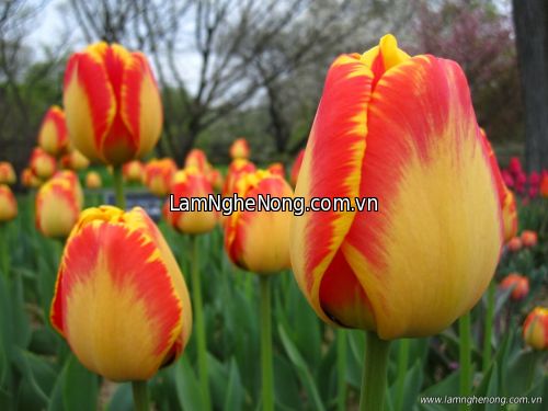 Bán hoa tulip tết 2020 tại hà nội - 0985081592 - 10.000đ/ củ
