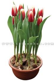Bán buôn Hoa Tulip dịp tết Bính Thân 2020