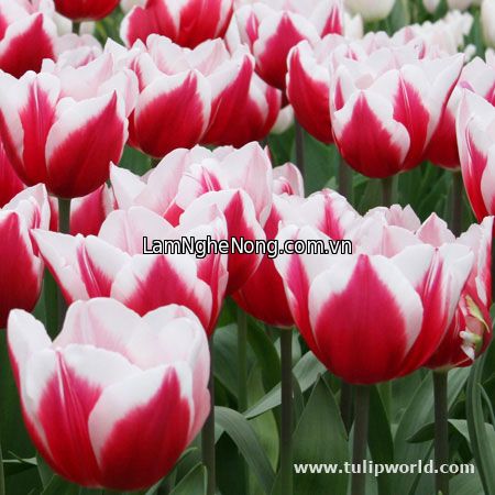 Hoa Tulip LEEN VAN DER MARK - Tết 2020