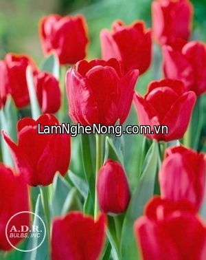 Hoa Tulip ILE DE FRANCE - Tết 2020