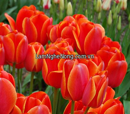 Hoa Tulip AD REM - Tết 2020