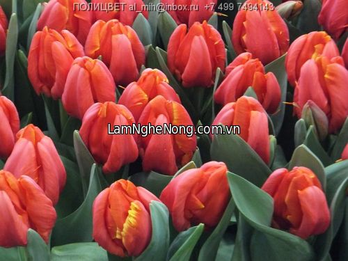 Hoa Tulip AD REM - Tết 2020