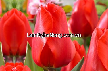 Hoa Tulip LALIBELA - Tết 2020