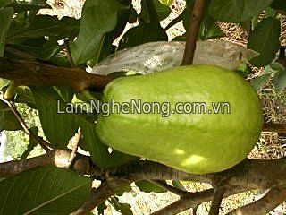 Chuyên cung cấp cây giống Ổi Lê Đài Loan - 25000