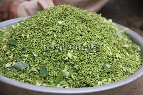 Chuyên cung cấp cây giống Hoa hòe và sản phẩm Hoa hòe chất lượng cao - 25000