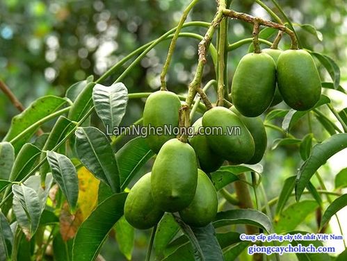 Chuyên cung cấp giống cây Cóc Thái - 35000