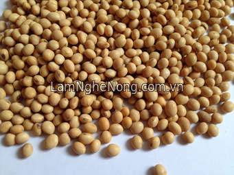 Chuyên cung cấp Hạt Đậu Nành/Soya Bean (đậu tương, đỗ tương) số lượng lớn hơn 8000 tấn