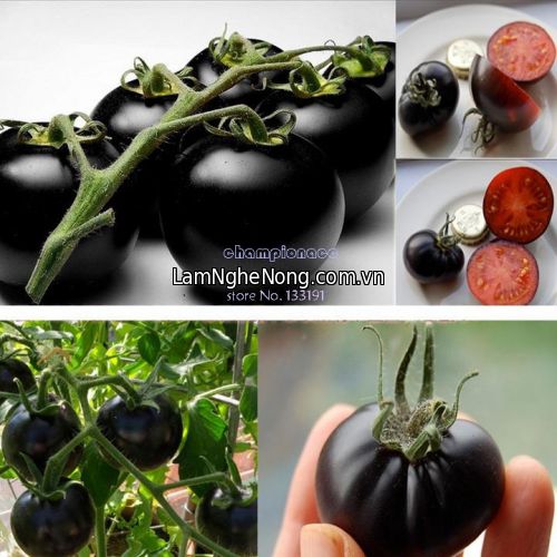 Bán hạt giống+ cây giống + bao tiêu cà chua đen - Liên hệ
